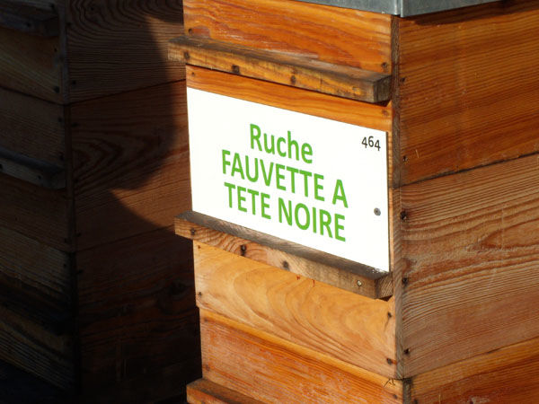 La ruche Fauvette a tête noire