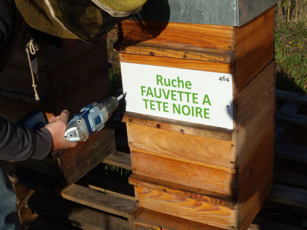 La ruche Fauvette a tête noire