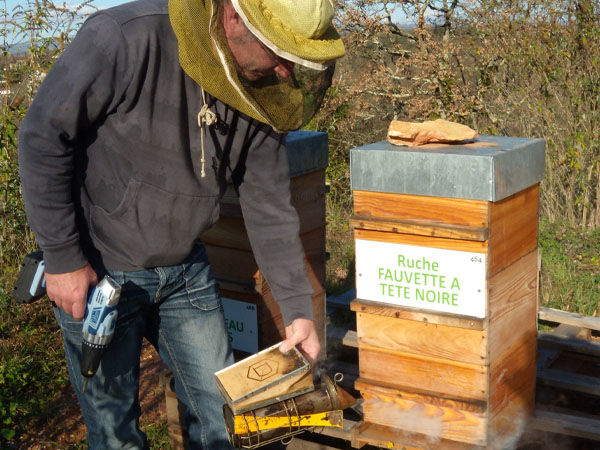 La ruche Fauvette a tête noire