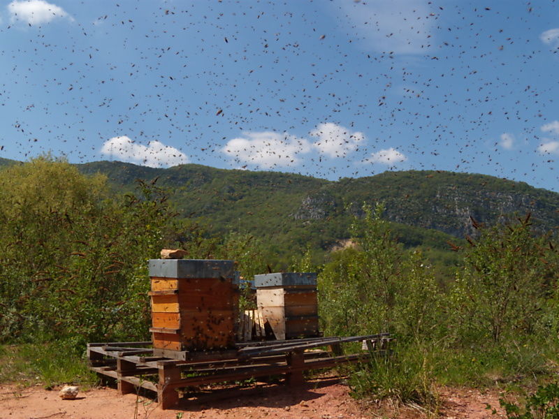 La ruche Fauvette a tête noire