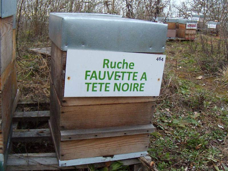La ruche Fauvette a tête noire