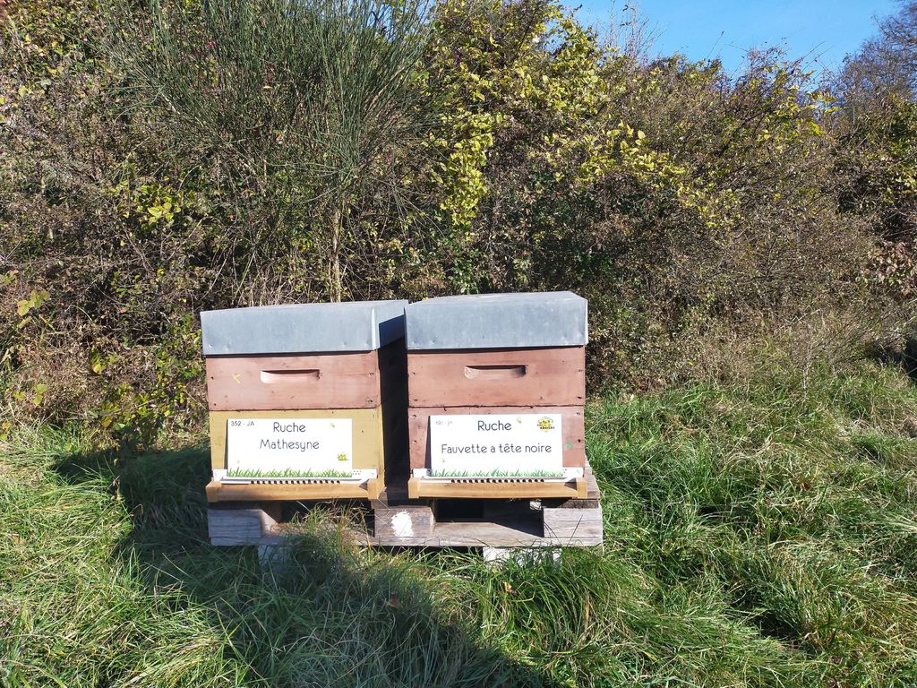 La ruche Fauvette a tête noire