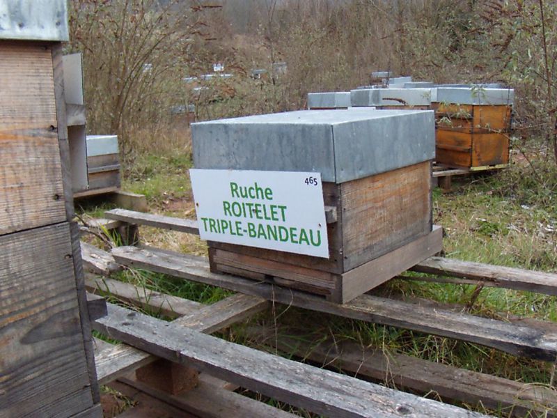 La ruche Roitelet triple-bandeau