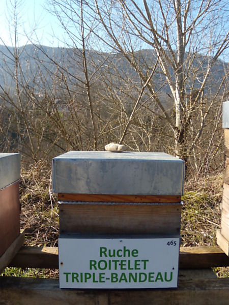 La ruche Roitelet triple-bandeau