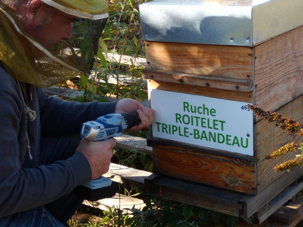 La ruche Roitelet triple-bandeau
