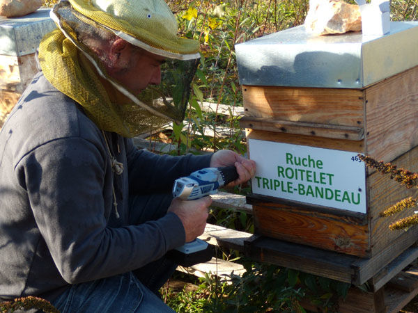 La ruche Roitelet triple-bandeau