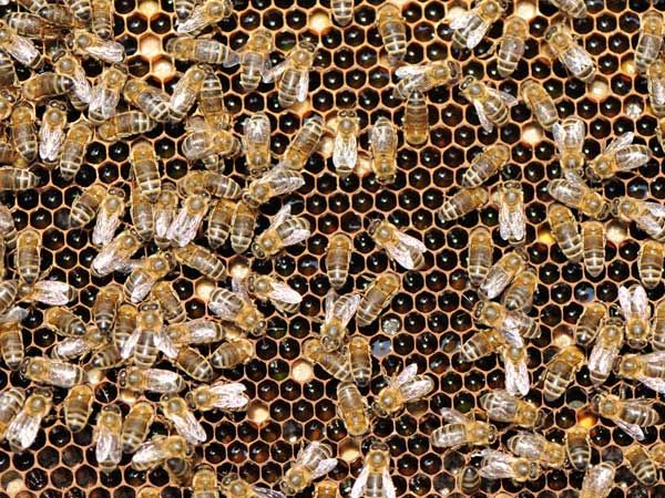 La ruche Roitelet triple-bandeau