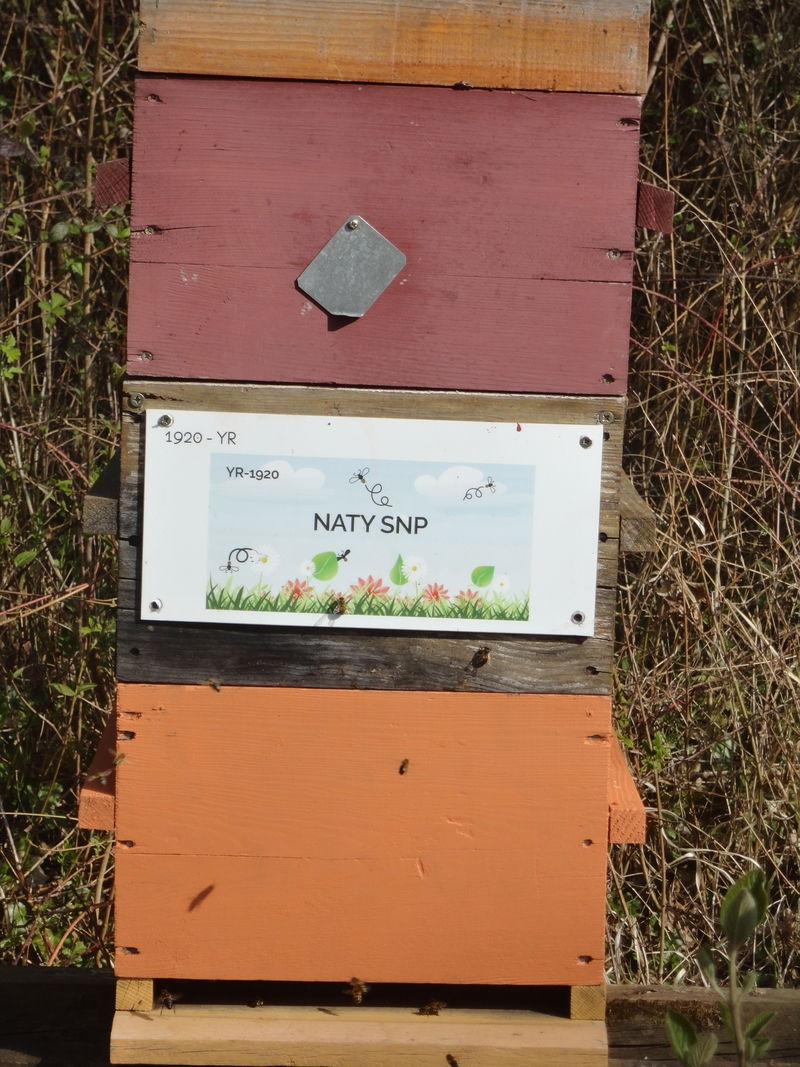 La ruche NATY SNP