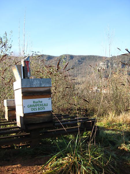 La ruche Grimpereau des bois