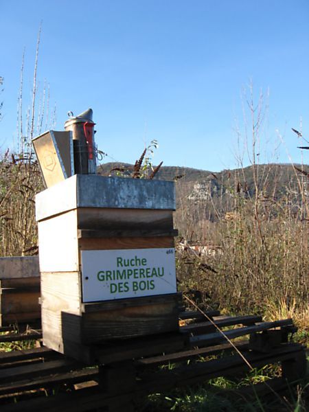 La ruche Grimpereau des bois