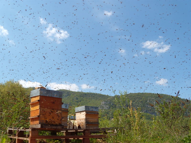 La ruche Grimpereau des bois