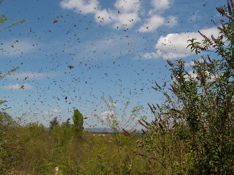 La ruche Grimpereau des bois