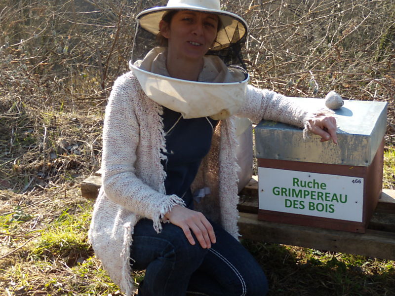 La ruche Grimpereau des bois