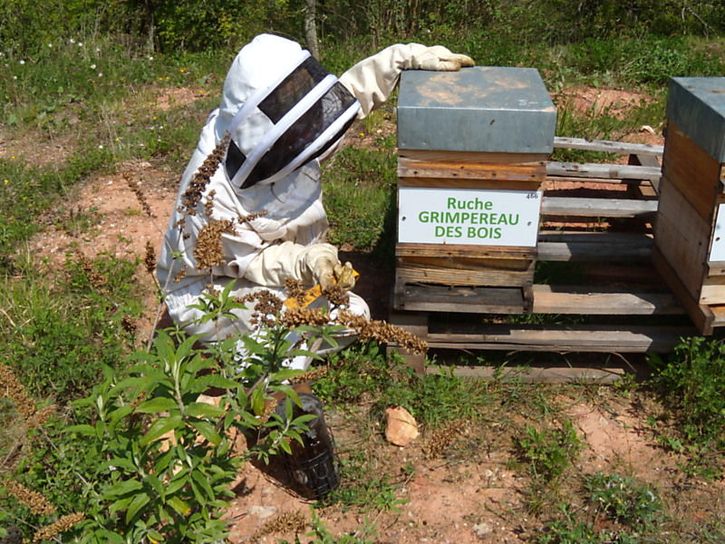 La ruche Grimpereau des bois