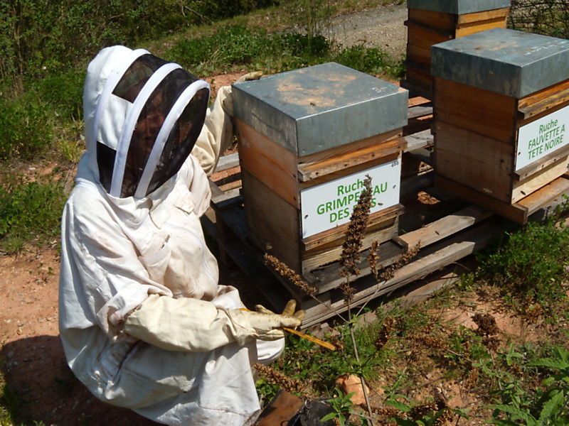 La ruche Grimpereau des bois