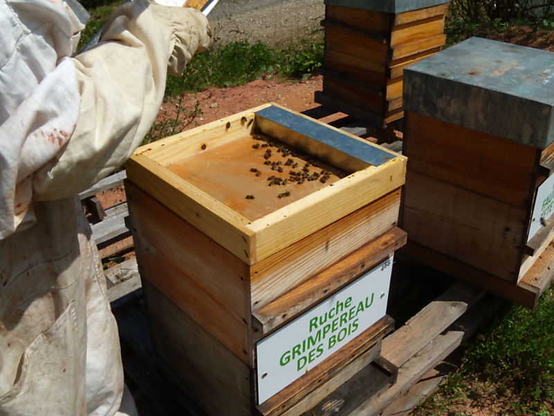 La ruche Grimpereau des bois