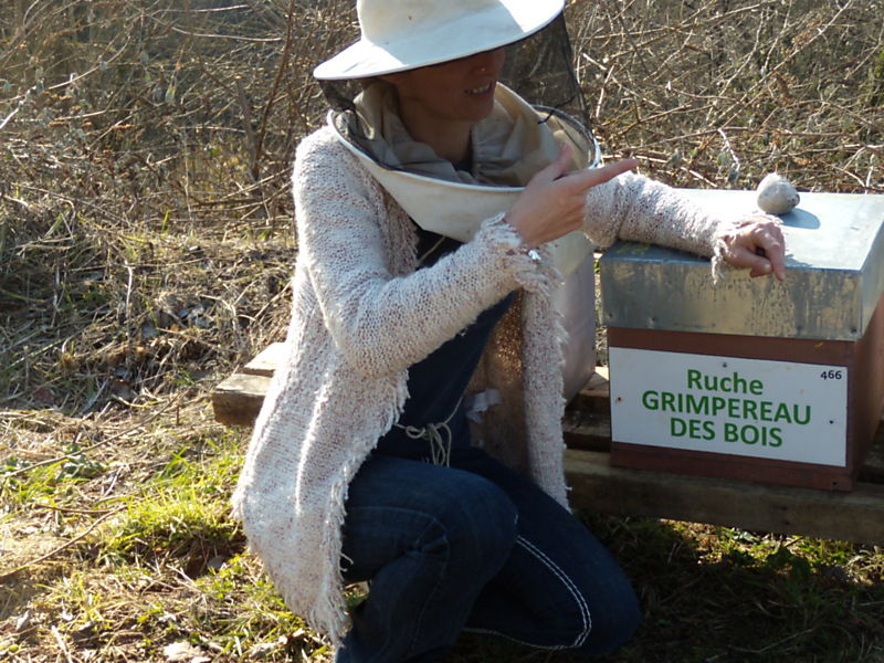 La ruche Grimpereau des bois