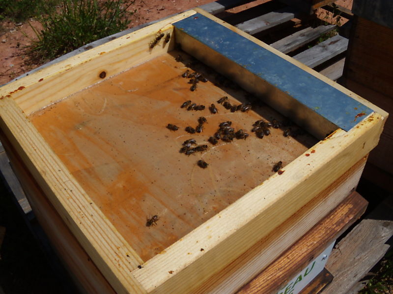 La ruche Grimpereau des bois