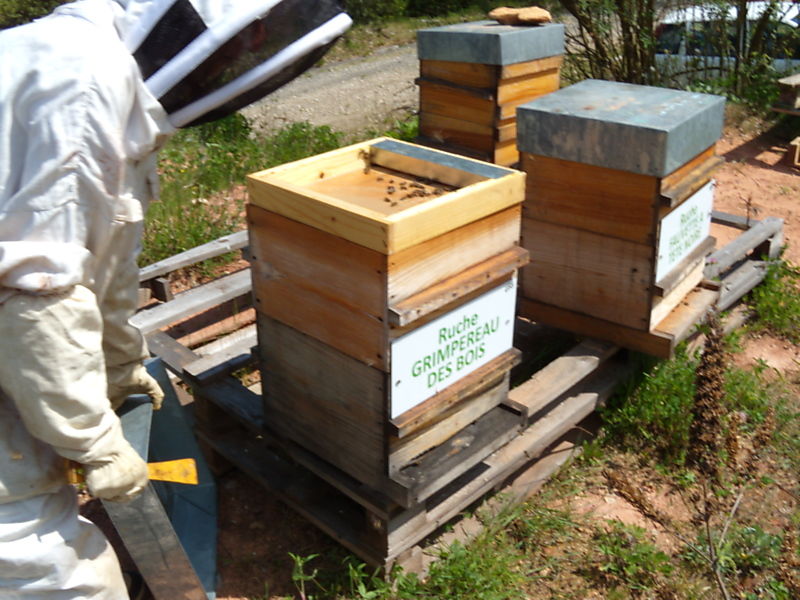 La ruche Grimpereau des bois