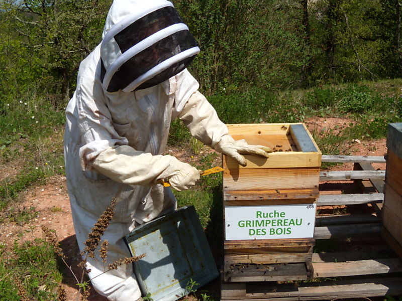 La ruche Grimpereau des bois