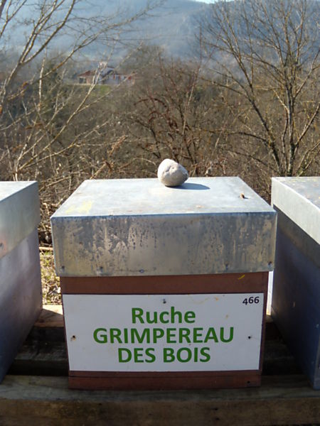 La ruche Grimpereau des bois