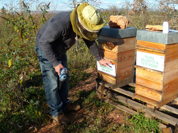 La ruche Grimpereau des bois