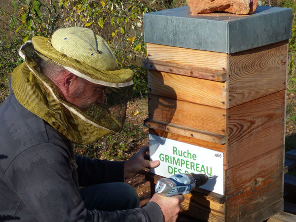 La ruche Grimpereau des bois