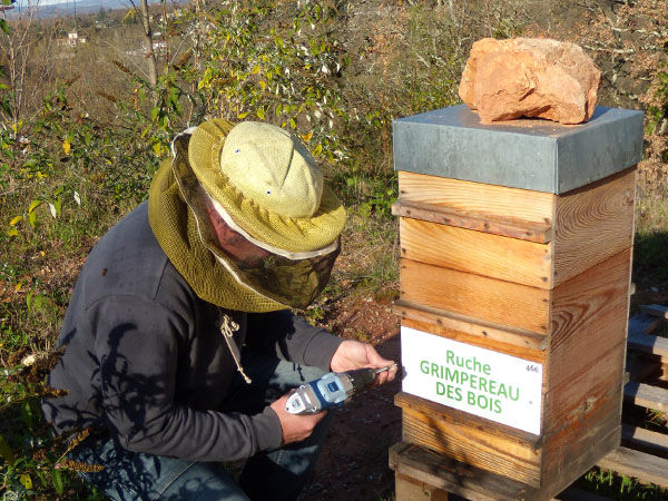La ruche Grimpereau des bois