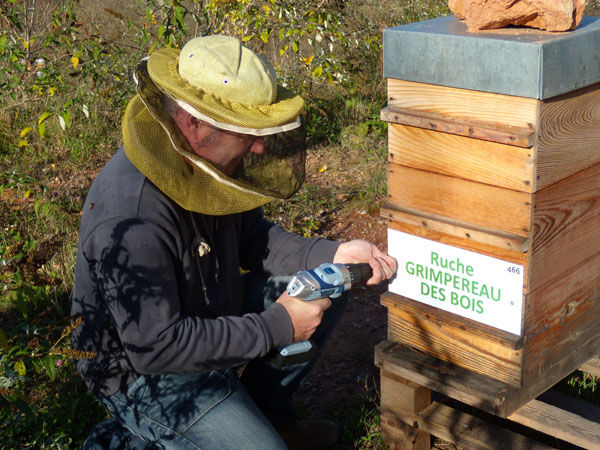 La ruche Grimpereau des bois