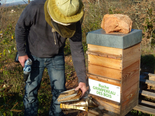 La ruche Grimpereau des bois