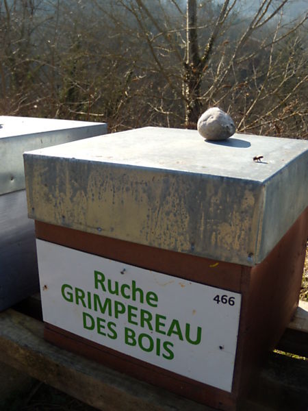 La ruche Grimpereau des bois