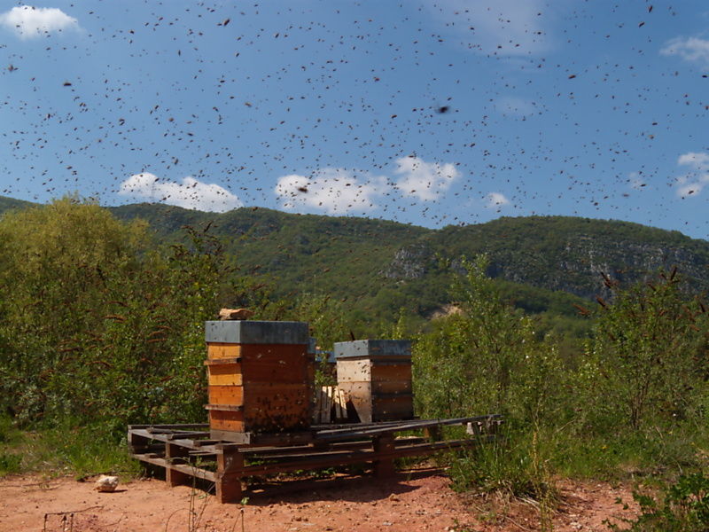 La ruche Grimpereau des bois