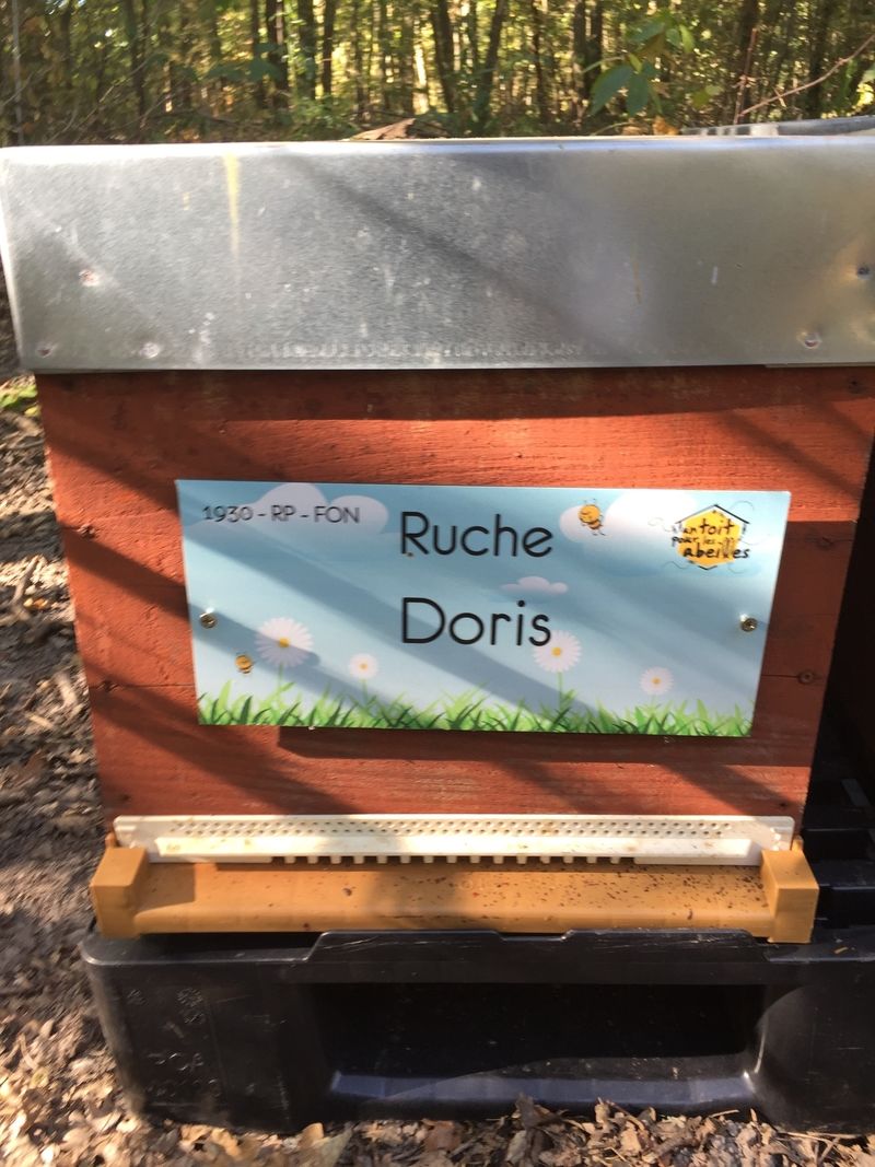 La ruche Doris