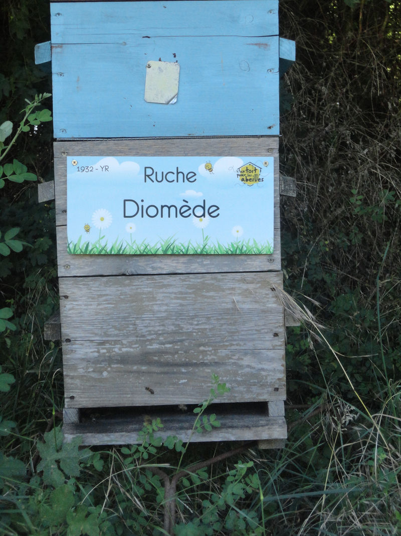 La ruche