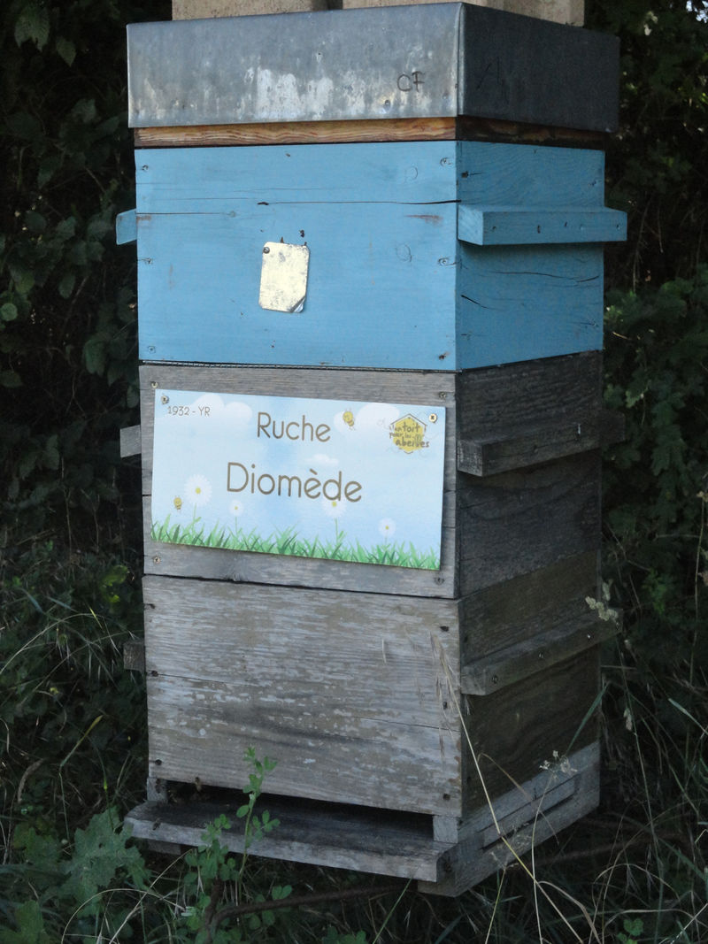 La ruche Diomède