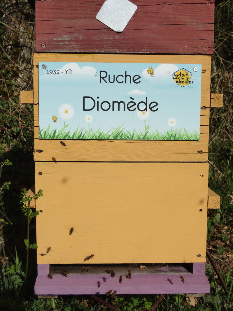 La ruche Diomède