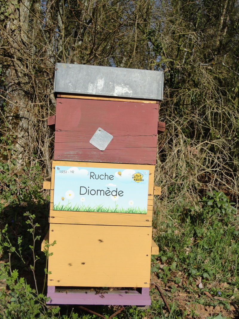 La ruche Diomède