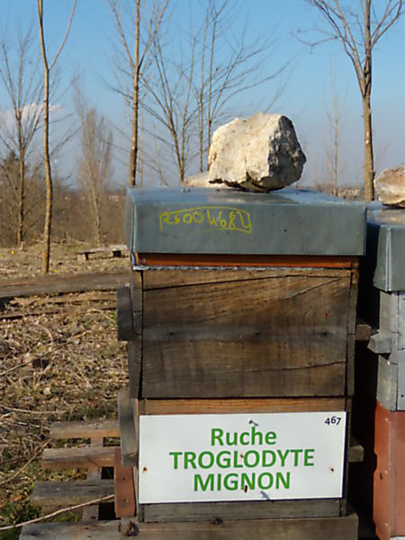 La ruche Troglodyte mignon