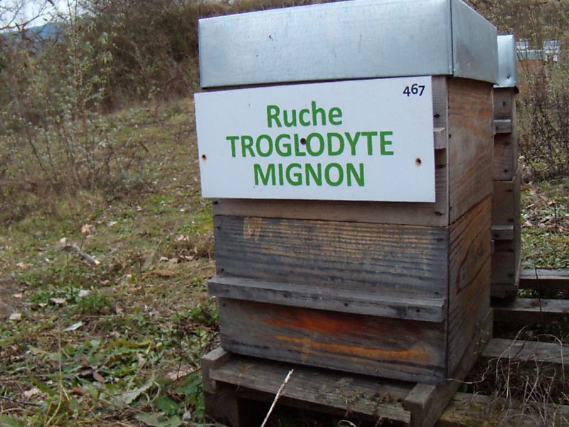 La ruche Troglodyte mignon
