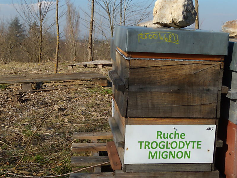 La ruche Troglodyte mignon