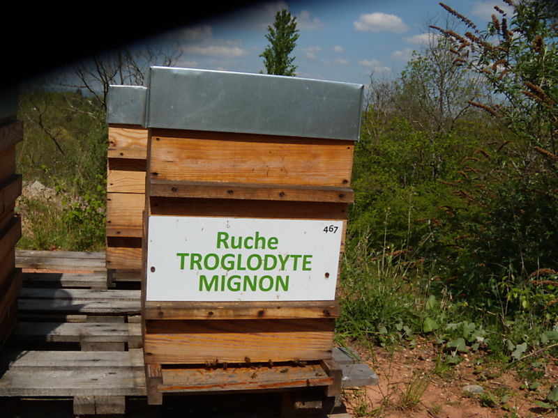La ruche Troglodyte mignon