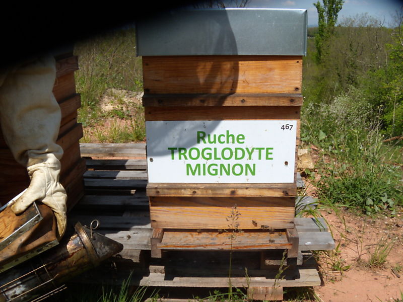 La ruche Troglodyte mignon
