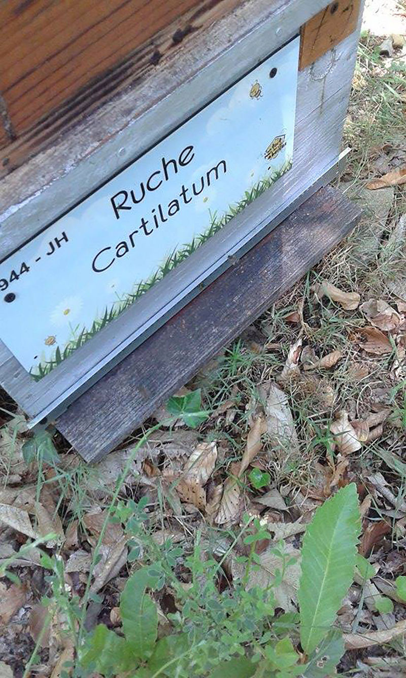 La ruche Cartilatum