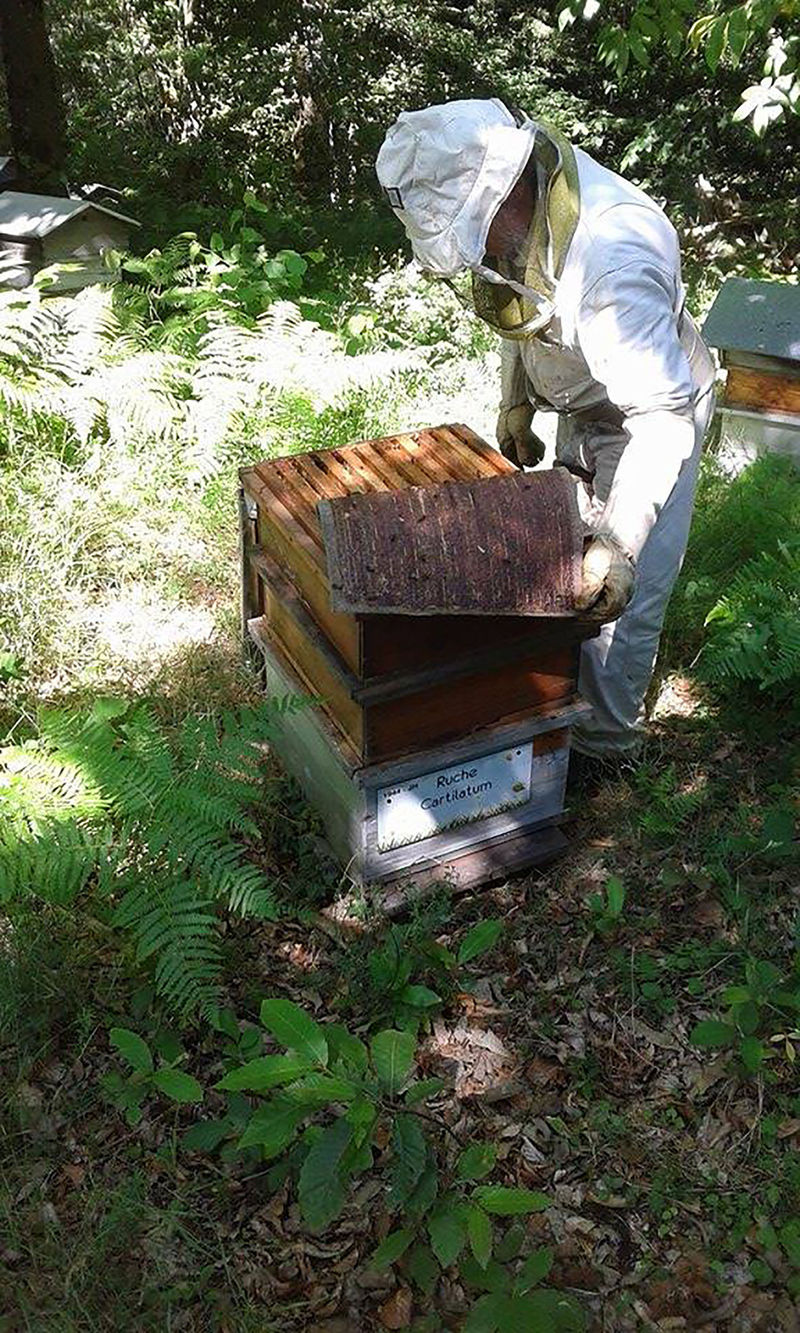La ruche Cartilatum