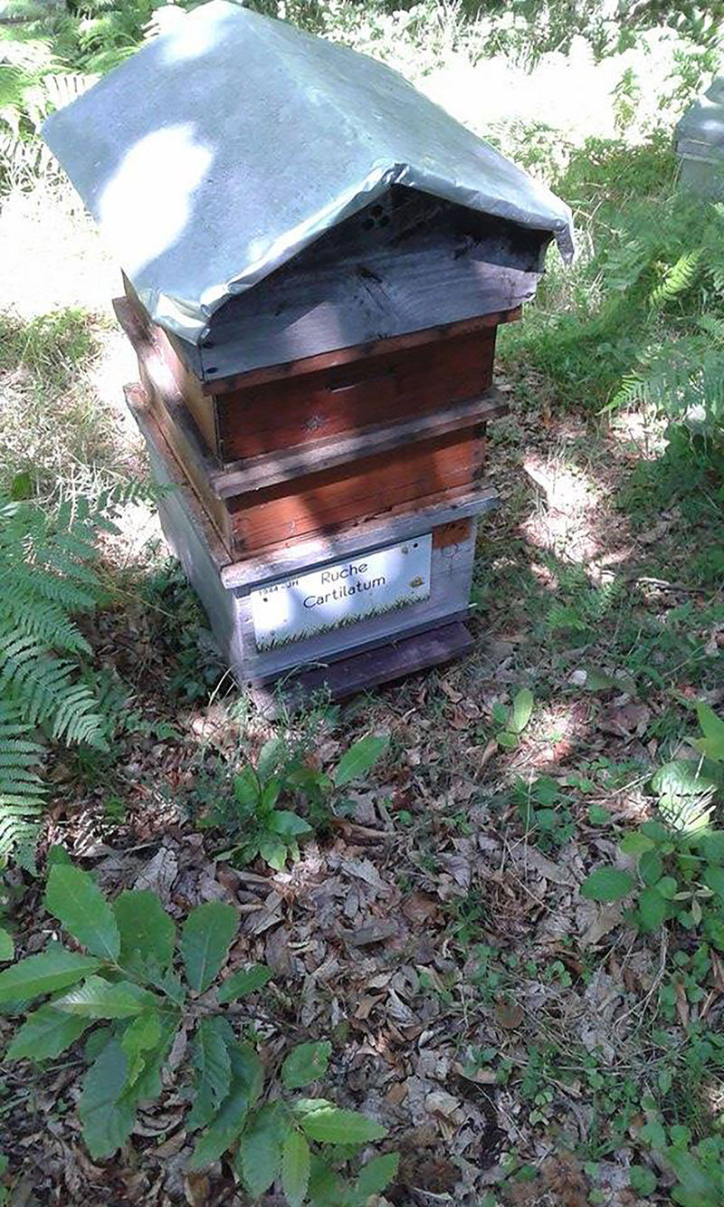 La ruche Cartilatum