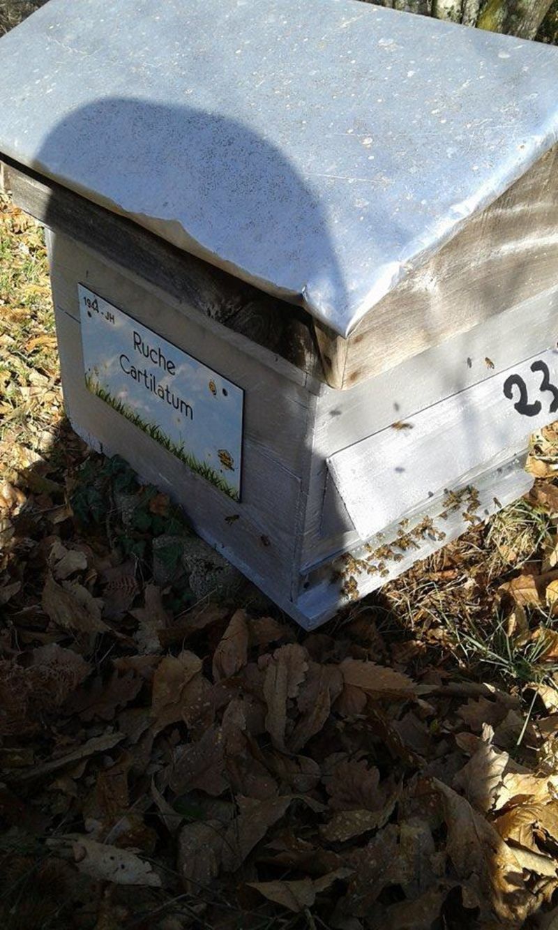 La ruche Cartilatum