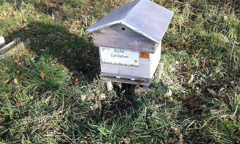 La ruche Cartilatum