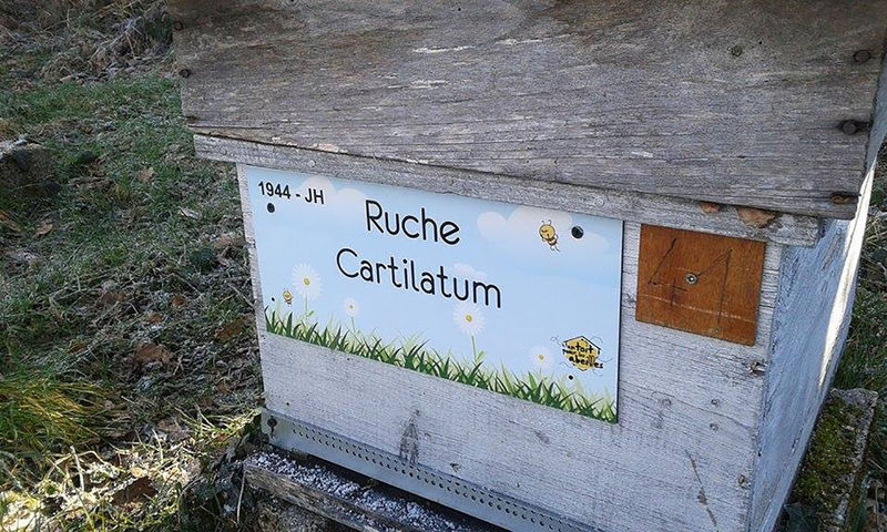 La ruche Cartilatum