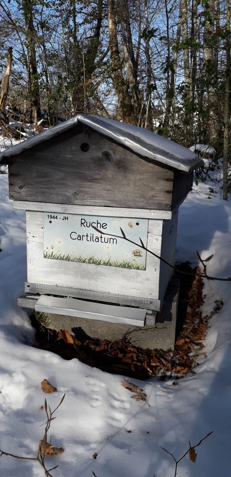 La ruche Cartilatum