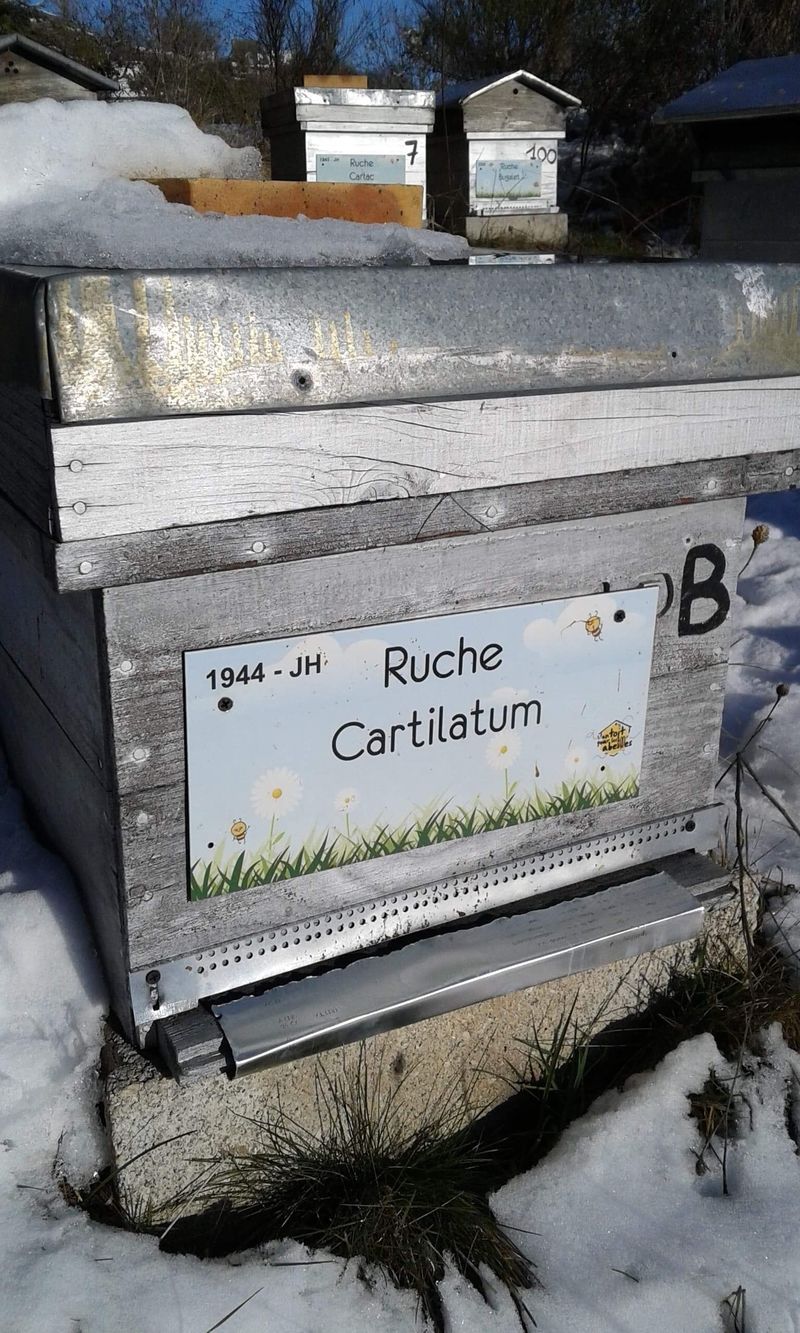 La ruche Cartilatum